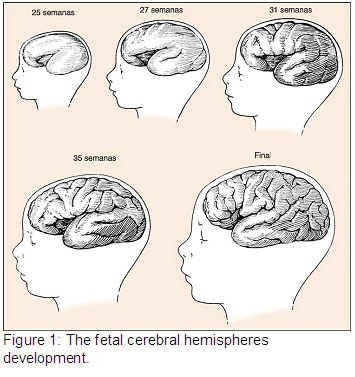 📃 Magnetic Resonance in the fetus, Part 1