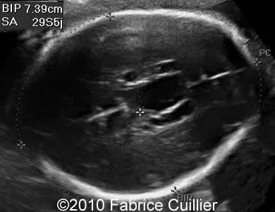 COW_291_3(1)