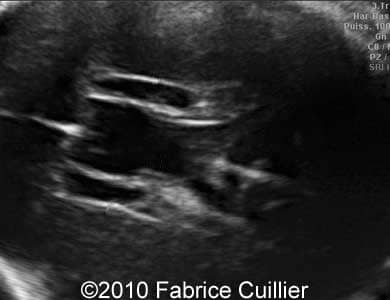 COW_291_5