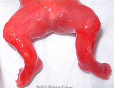 COW_305 (5)